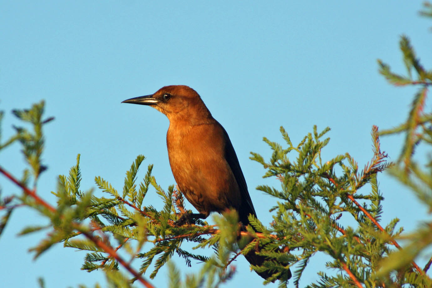 Grackle