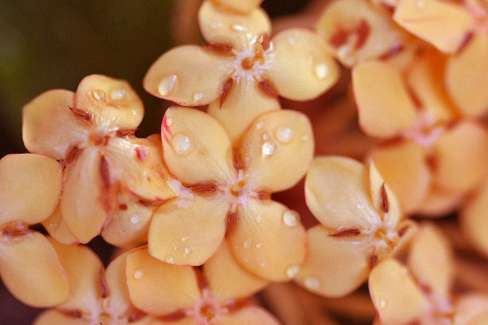 Dewdrops on Ixora