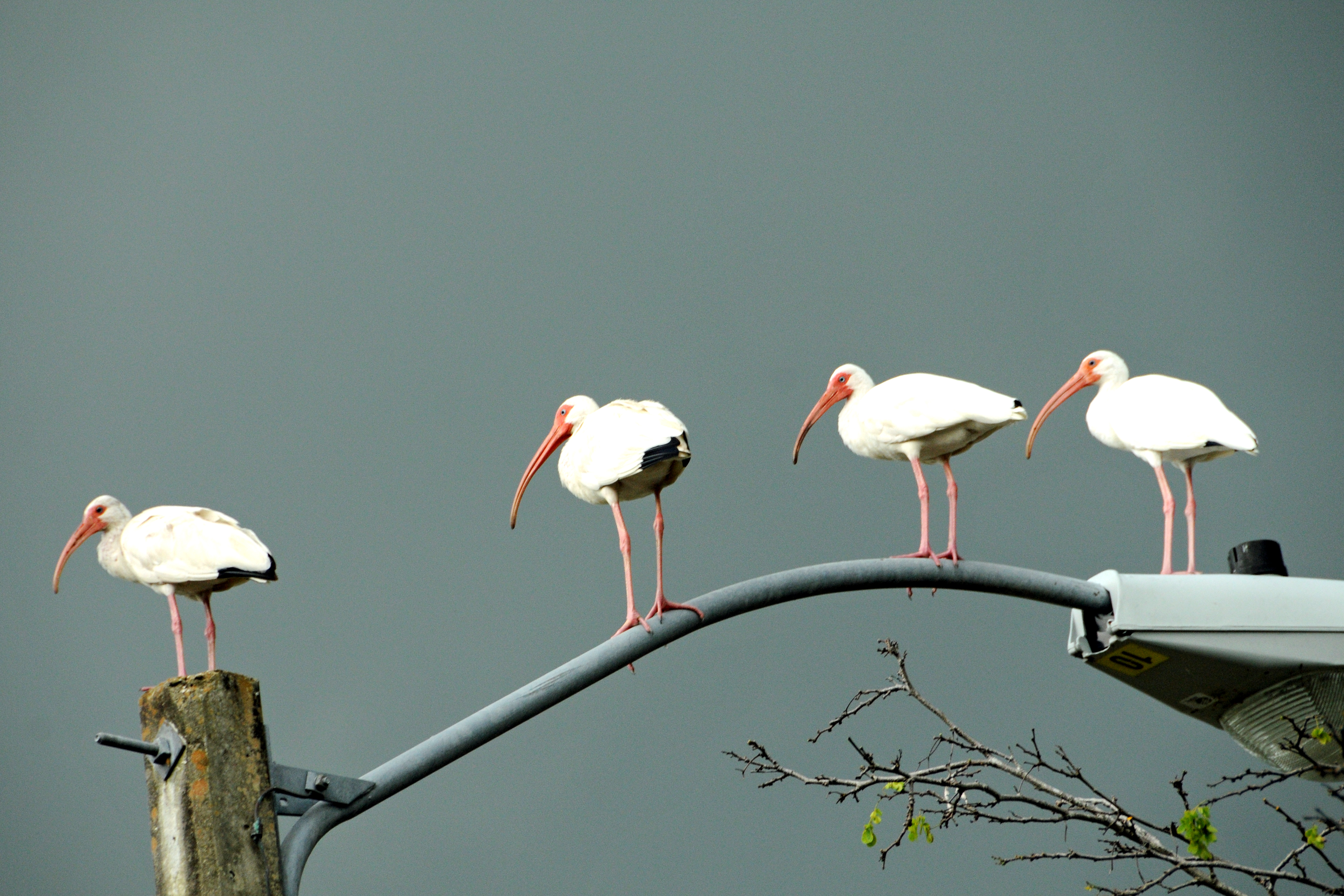 Ibis on Streetlight