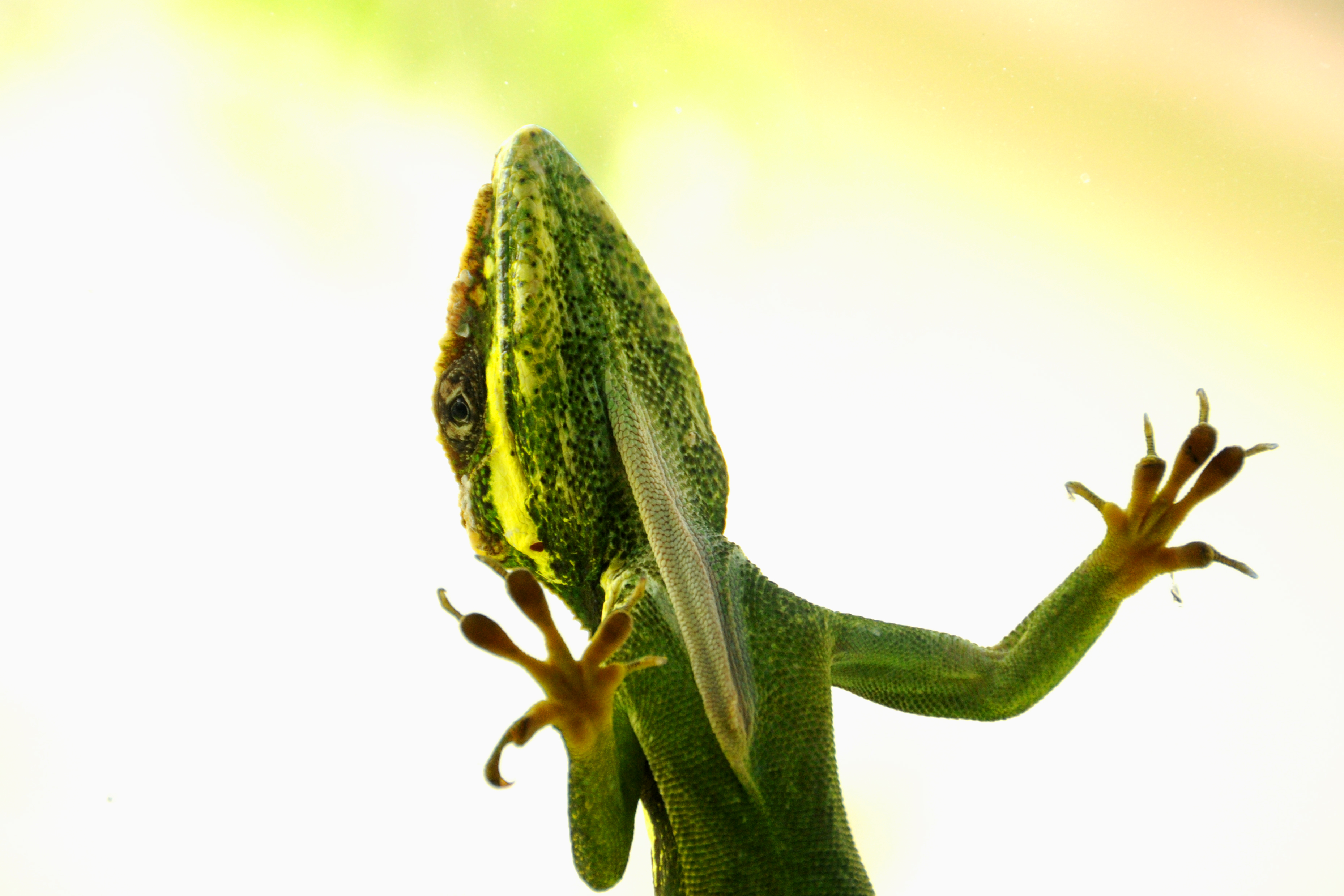 Iguana