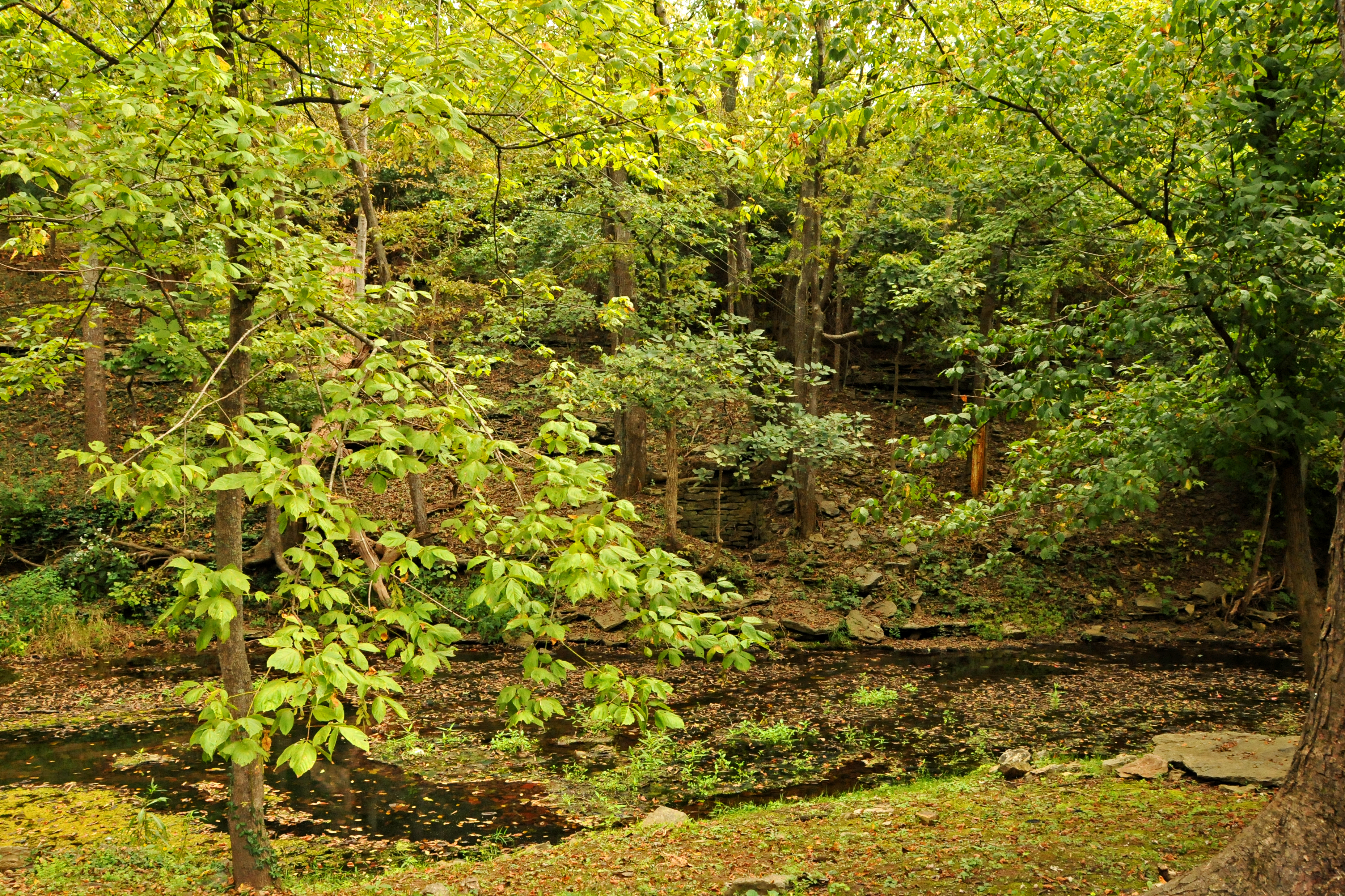 Kentucky Greens