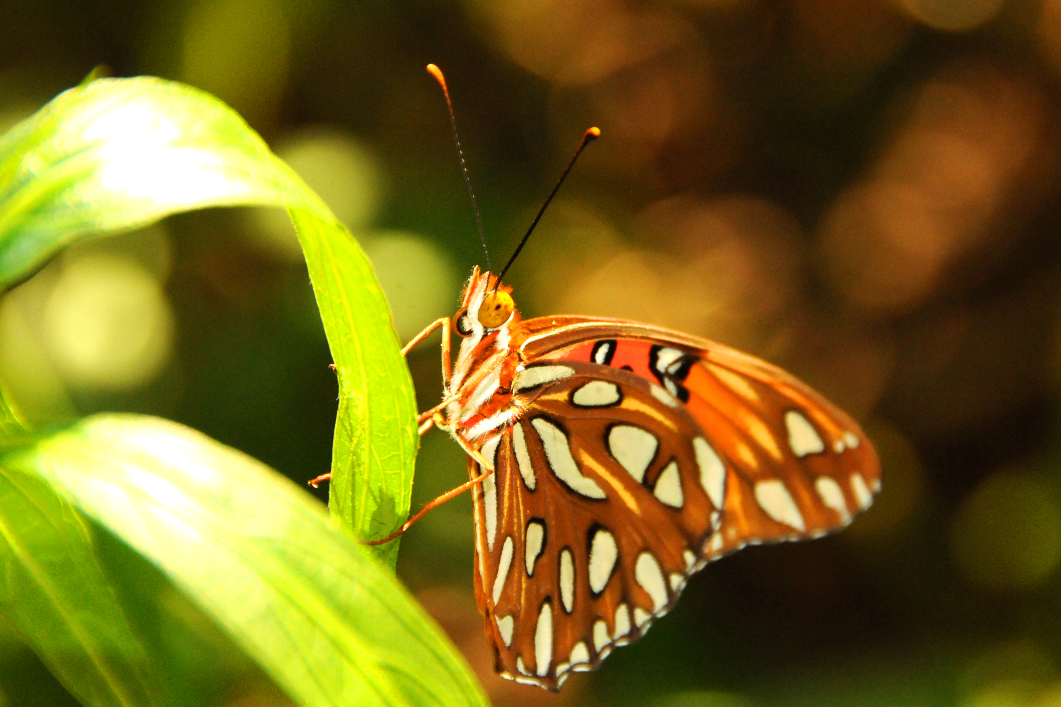 Monarch Butterfly