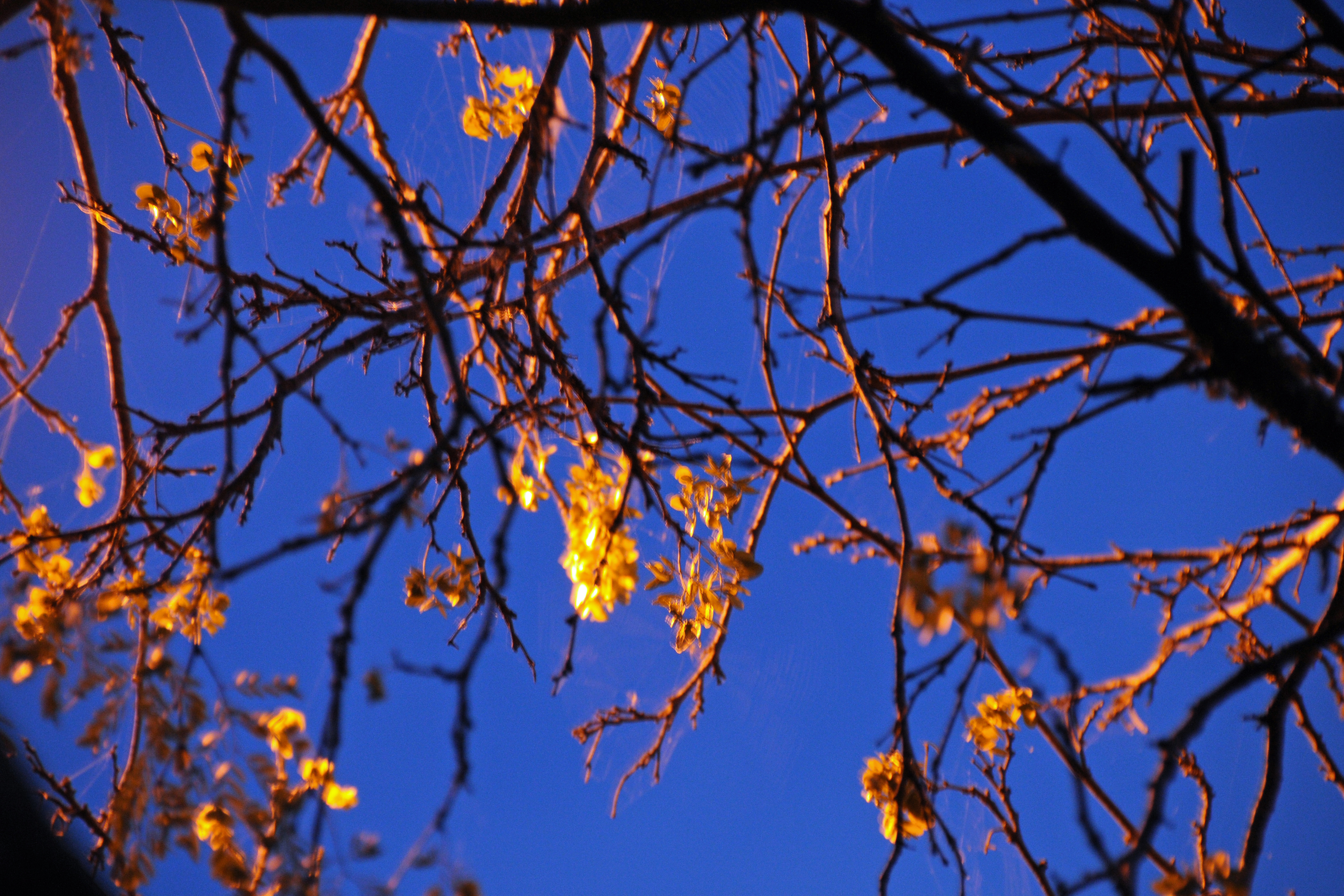 Blossoms at Night