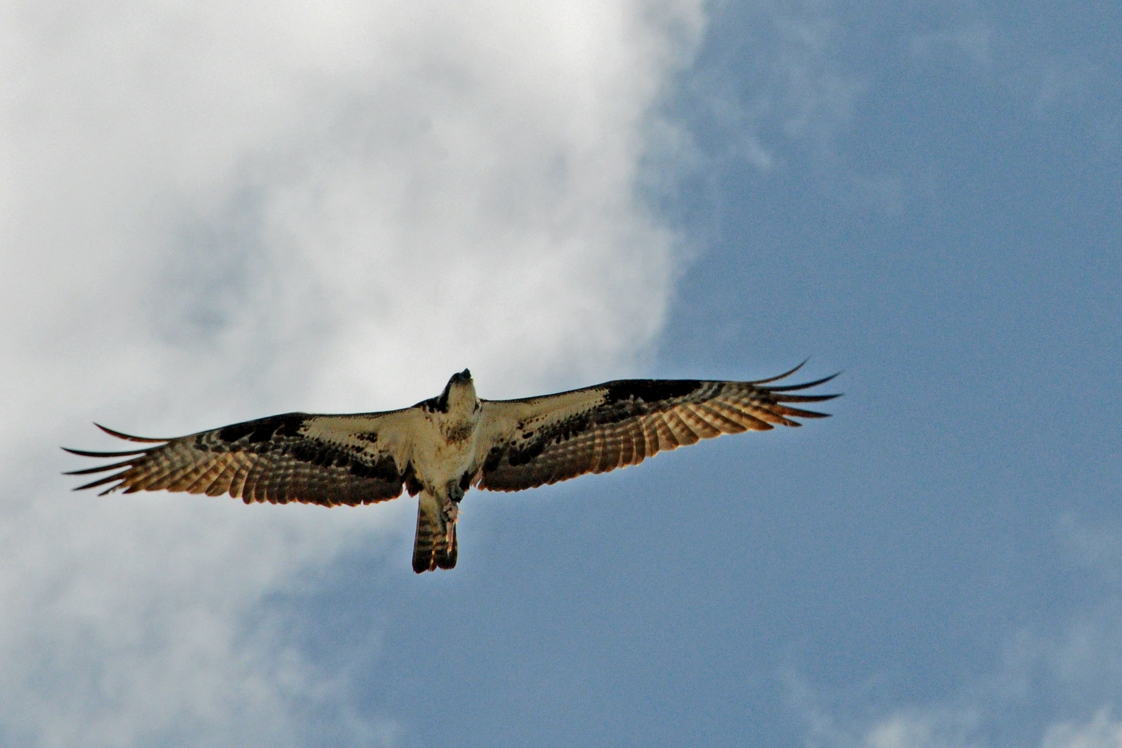 Osprey