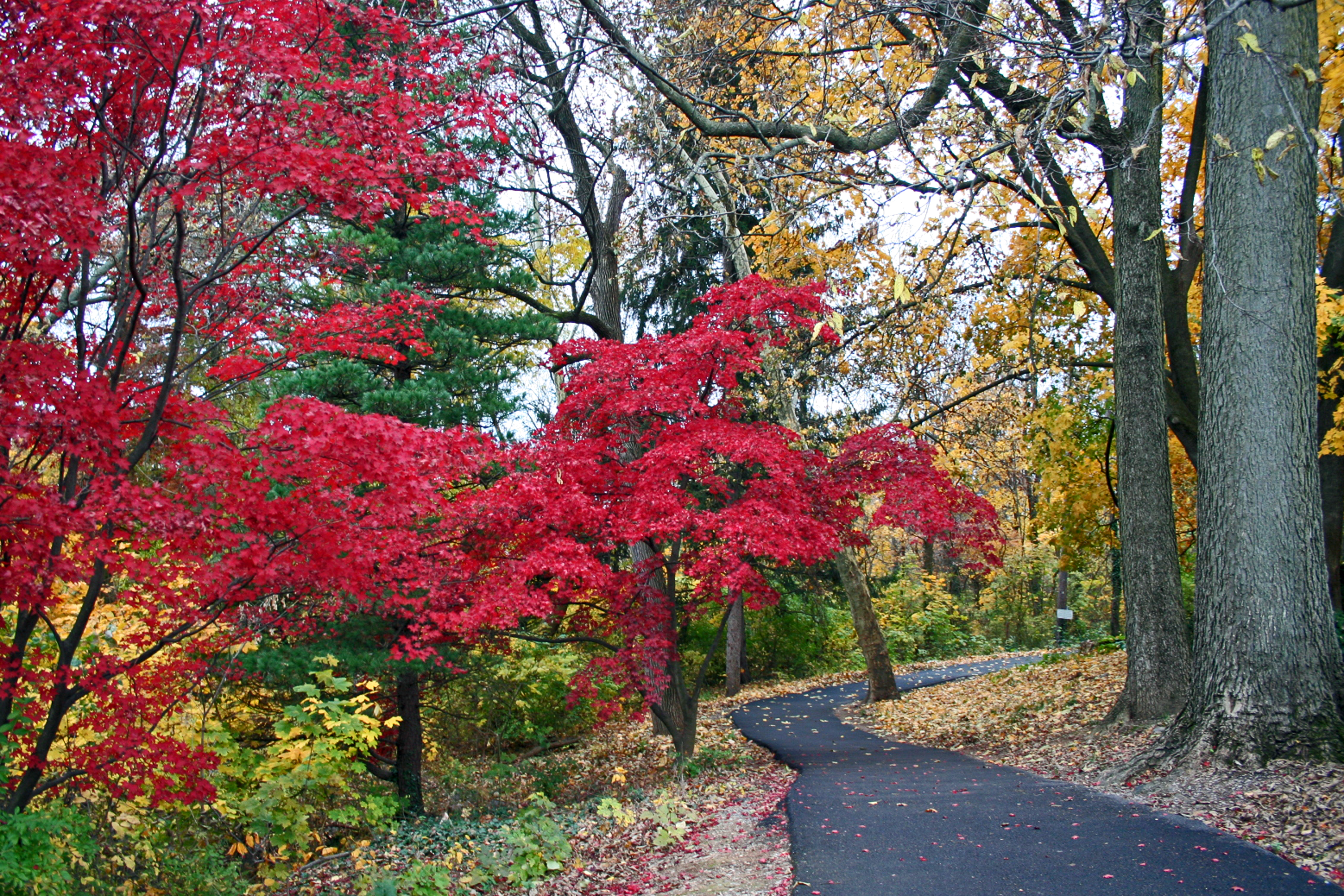 Autumn Path